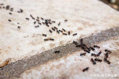 山之陽 家中有螞蟻如何處理